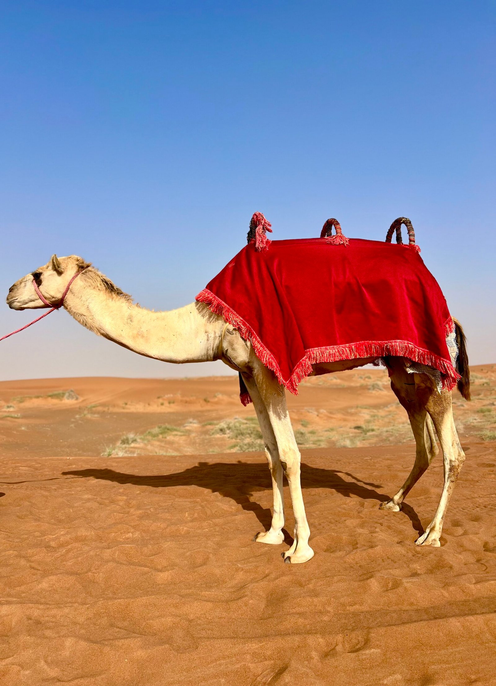 Camel Ride Desert Package